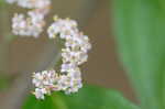 Chinese beautyberry